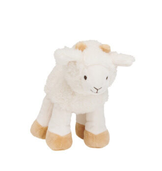 Churro sheep
